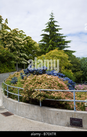 Carl S. englische Jr. botanischen Garten von Ballard Locks in Salmon Bay nördlich von Seattle Washington Stockfoto