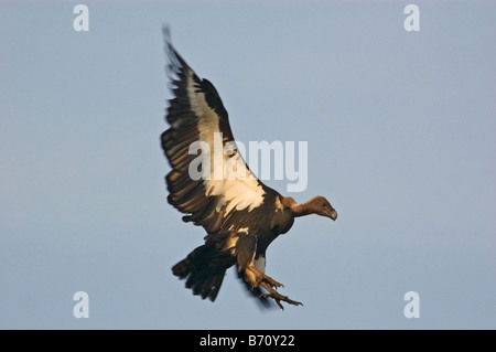 Indischer weißer-rumped Geier (abgeschottet Bengalensis) Stockfoto