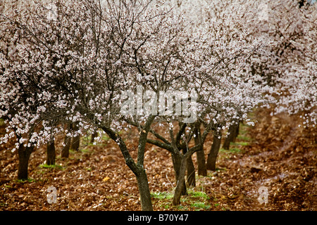 Almendros En Flor Almond blossom Stockfoto