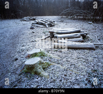 Frostigen Rundschnitt Wald Szene. Hängen Sie Holz, Woldingham, Kent, England, UK. Stockfoto