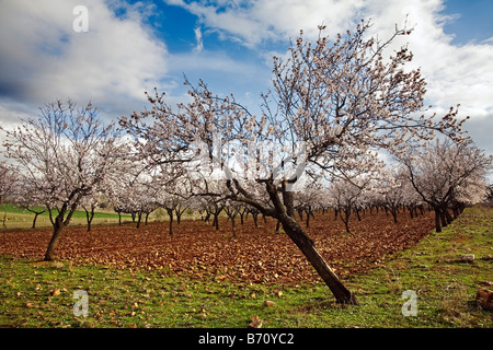 Almendros En Flor Almond blossom Stockfoto