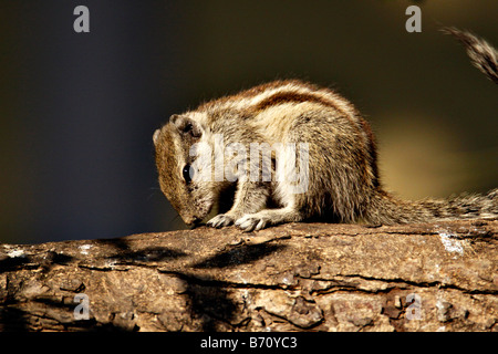 Indischen Palm Eichhörnchen oder fünf gestreift Palm Eichhörnchen Funambulus Pennanti in einem Baum Stockfoto