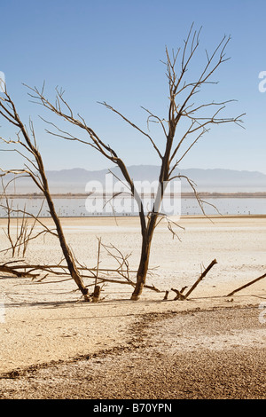 Tote Bäume, durch Überschwemmung in den hohen Salzgehalt Salton Sea, Imperial Valley Kalifornien USA getötet Stockfoto