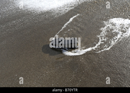 Mans Schuh an Strand gespült Stockfoto