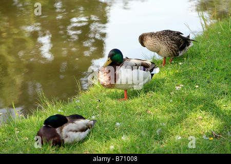 Stockente Anas plathyrhynchos Stockfoto