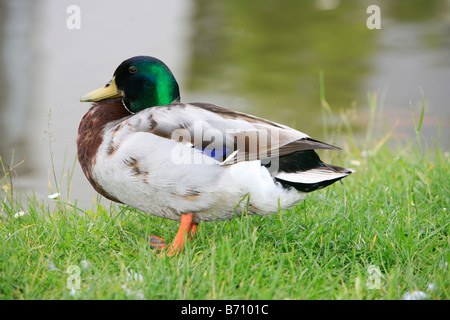 Stockente Anas Plathyrhynchos. Stockfoto