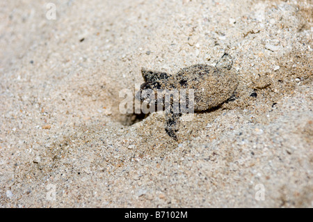 Hawksbill Turtle Jungtier kriechen auf dem Sand, Turtle Island National Park, Sabah, Malaysia. Stockfoto