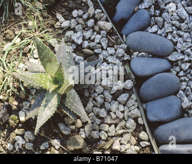 Nahaufnahme der Agave wächst in Kies neben glatten Kieseln Stockfoto