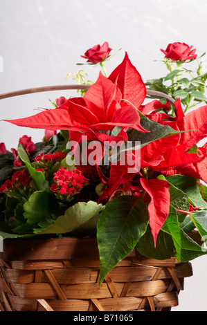 Stillleben mit roten Weihnachten Pflanzen in Korb Weihnachtsstern, Flaming Katie, Rose, Azalee. Interflora Geschenk. Stockfoto