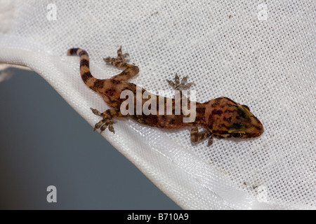 Mediterran Haus Gecko auf weißen Sonnenschirm Stockfoto