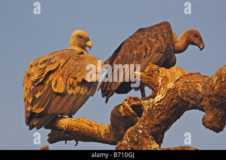 Eurasische Gänsegeier und indischer weißer-rumped Geier Stockfoto