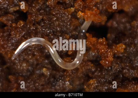 Ein Eelworm möglicherweise Ditylenchus sp in faulen Holz Zierbaum Stockfoto