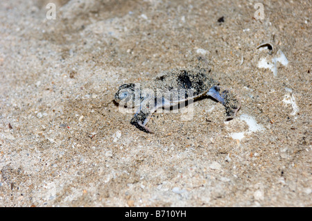 Hawksbill Turtle Jungtier kriechen auf dem Sand, Turtle Island National Park, Sabah, Malaysia. Stockfoto