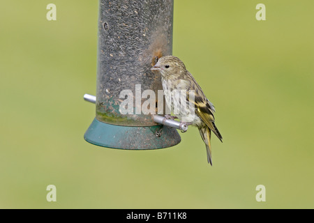 Juvenile eurasischen Zeisig auf feeder Stockfoto