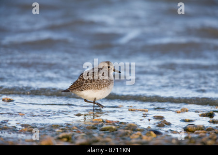 Grau (schwarzbäuchigen) Plover Pluvialis Sqatarola Erwachsene in nicht-Zucht Gefieder Fütterung entlang tideline Stockfoto