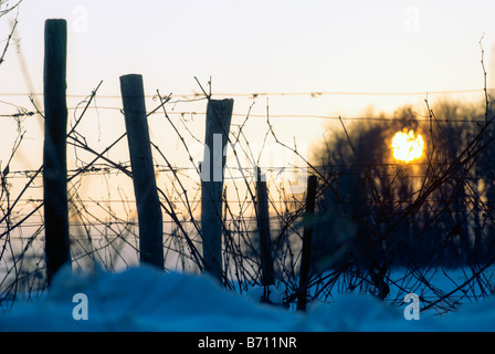 Schneebedeckte Weinreben, Sud-Touraine, Frankreich. Stockfoto