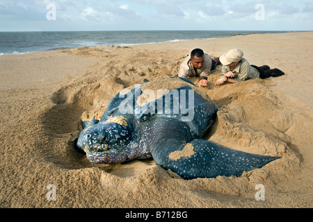 Suriname, Matapica National Park. Lederschildkröte Eiablage. (Dermochelys Coriacea). Lokale Führer erklärt Touristen. Stockfoto