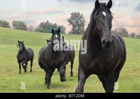 Herde von schwarzen Percheron Zugpferd Stuten durch offene Wiesen laufen Stockfoto