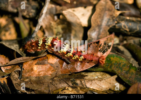 Suriname, Brownsweg, Brownsberg Nationalpark. Art von Caterpillar. Stockfoto