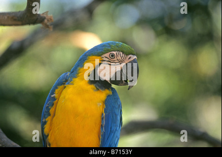Porträt von einem blau und gold Ara Ara Ararauna einen gemeinsamen Papagei in den Regenwäldern von Panama und Südamerika Stockfoto