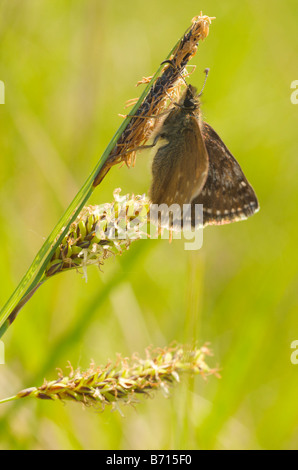 schmuddeligen Skipper butterfly Stockfoto