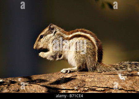 Indischen Palm Eichhörnchen oder fünf gestreift Palm Eichhörnchen Funambulus Pennanti in einem Baum auf Hinterbeinen Stockfoto