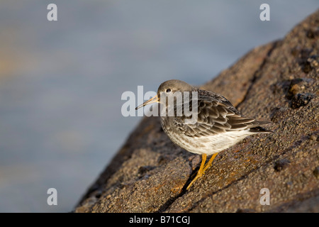 Meerstrandläufer Calidris Maritima cornwall Stockfoto