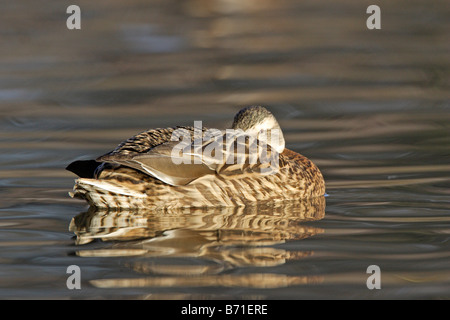 Weibliche Stockente schlafen auf Wasser Stockfoto