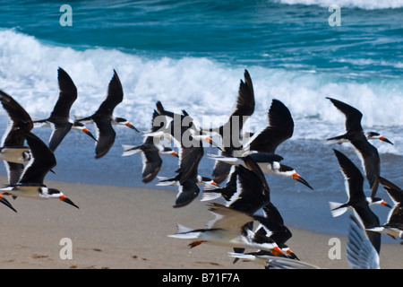 Herde von schwarzen Abstreicheisen Rynchops Niger mit markanten orangefarbenen & schwarzen Schnabel, Flügel & Schweif im Flug von Ufer & brechenden Wellen Stockfoto