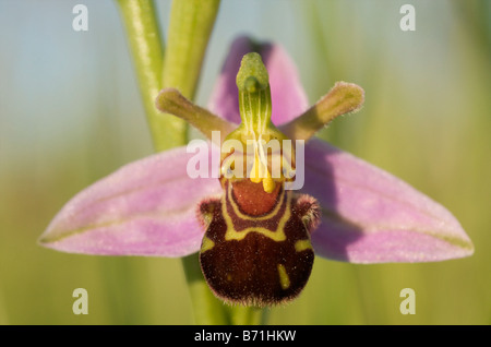 Unbestäubte Bienenorchideenblüte, mit intakter Pollinia, Kreidefläche, Cambridgeshire UK. Stockfoto