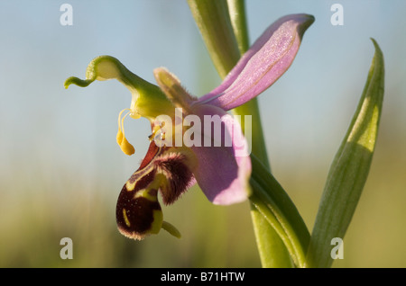Unbestäubte Bienenorchideenblüte, mit intakter Pollinia, Kreidefläche, Cambridgeshire UK. Stockfoto