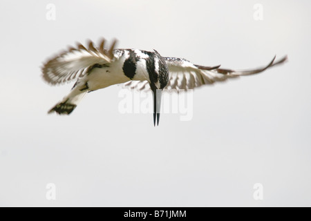 Pied Kingfisher Jagd indem Sie den Cursor über dem Wasser in Lake Naivasha, Kenia, Ostafrika Stockfoto