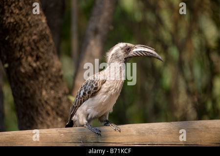 Afrikanische Grau Hornbill thront auf einem Geländer, Lianshulu, Namibia Stockfoto