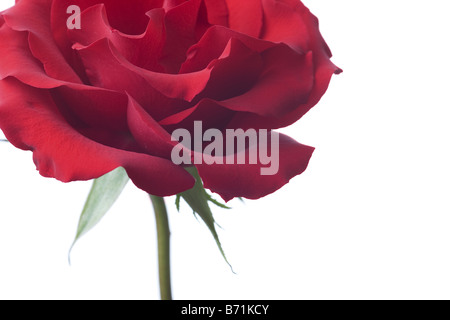 rote rose Nahaufnahme isoliert auf weißem Hintergrund Stockfoto