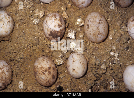 Eiern Hermanns Schildkröte Testudo Hermanni, Eischwiele Stockfoto