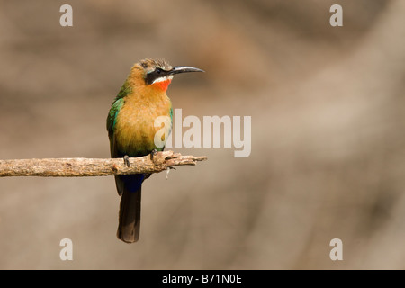 White-fronted Bienenfresser thront auf Zweig Closeup, Okavango Panhandle, Botswana Stockfoto