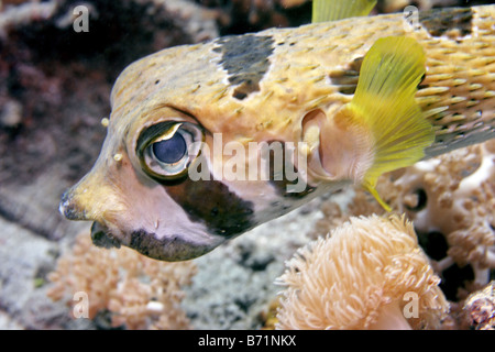 Schwarzen Bloched Igelfischen Diodon Liturosus schwimmen auf Korallenriff im Laufe des Tages Stockfoto