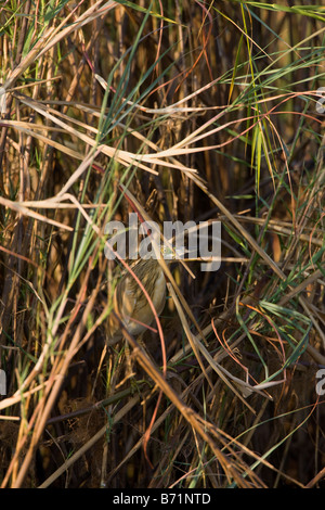 Rallenreiher getarnt im Schilf, Okavango Panhandle, Botswana Stockfoto