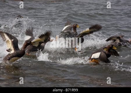 flugunfähige Dampfer Enten Pebble Island Falkland-Inseln Stockfoto