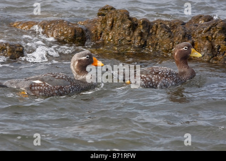 flugunfähige Dampfer Enten Pebble Island Falkland-Inseln Stockfoto