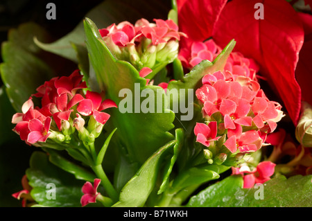 Stillleben mit roten Weihnachten Pflanzen in Korb, Flaming Katie. Interflora Geschenk. Stockfoto