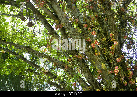 Suriname, Kwamalasamutu, Blumen Kanonenkugel Baum (Couroupita Guianensis). Stockfoto