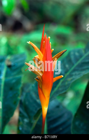 Suriname, Kwamalasamutu, Blume Pflanze Heliconia Familie (Heliconiaceae). Stockfoto