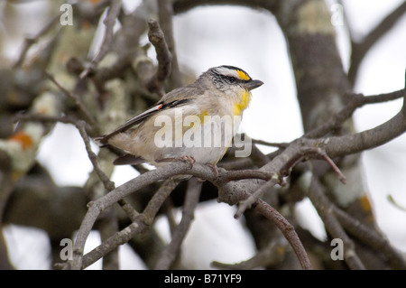 Gekerbten Tasmanpanthervogel "Pardalotus Striatus" Stockfoto