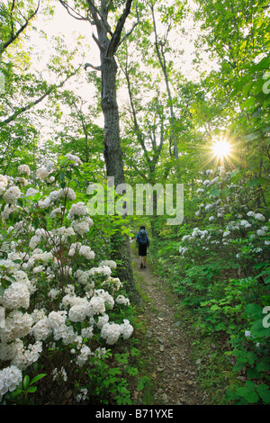 Wanderer im Mountain Laurel bei Sonnenaufgang auf dem Appalachian Trail, Schwarzfels, Shenandoah-Nationalpark, Virginia, USA Stockfoto