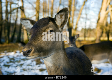 Damhirsch DAMA DAMA Reh Reh winter Winter Schnee kaltes Gesicht Nase Auge Rothirsch Cervus Nippon Elaphus OVIS AMMON MUSI Stockfoto