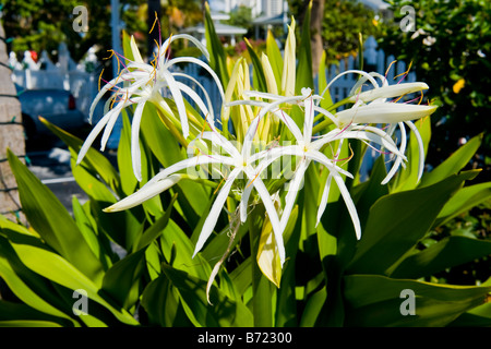 Palm Beach Shores, Segelfisch Marina, Anzeige von weißen Blumen auf beetpflanze Stockfoto