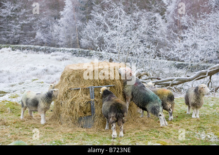 Herdwick Schafe fressen Heu während einer Kältewelle in der Nähe von Tarn Hows in der Seenplatte-UK Stockfoto