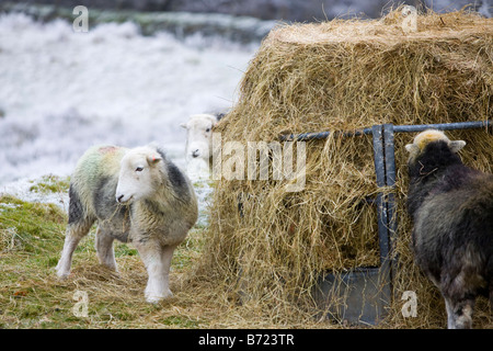 Herdwick Schafe fressen Heu während einer Kältewelle in der Nähe von Tarn Hows in der Seenplatte-UK Stockfoto