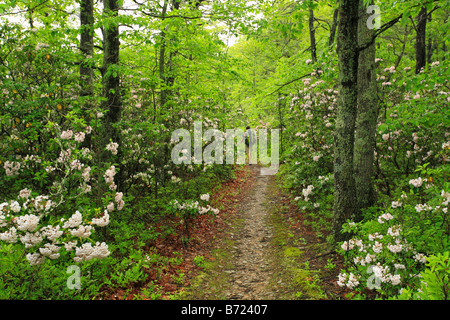 Wanderer im Mountain Laurel blühen auf dem Appalachian Trail, Sägewerk Ridge, Shenandoah-Nationalpark, Virginia, USA Stockfoto